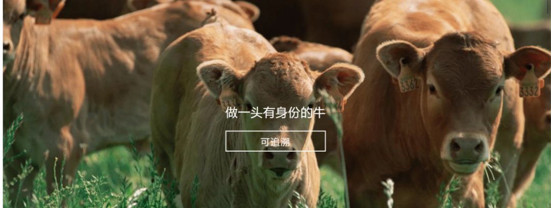 爱体育最新网页登录参与制定《牛肉追溯技术规程》国家标准 助力牛肉产品“从产地到餐桌”追溯管理上行快车道